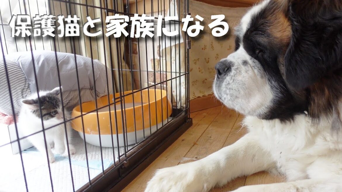 【ご報告　新しい家族がふえました】今日、子猫をお迎えに行ってきました　雪の中から救出　保護猫とセントバーナード　平凡なセントバーナードの日記