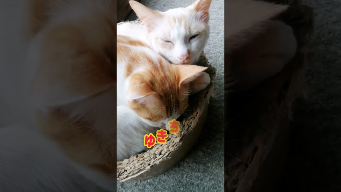【ねこ動画】仲良くお昼寝中だけど… #shorts #猫 #ねこ親子