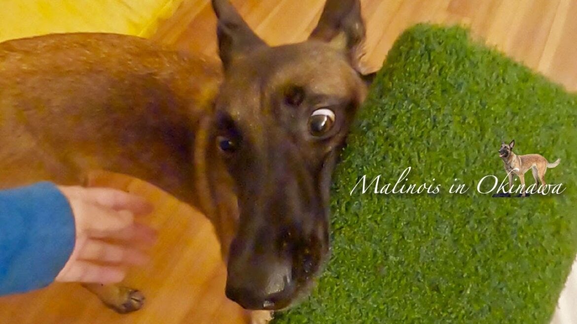 【謎のマット】大興奮する大型犬シェパード!その理由は?- shepherd dog malinois 【謎のマット】大興奮する大型犬シェパード!その理由は?- shepherd dog malinois