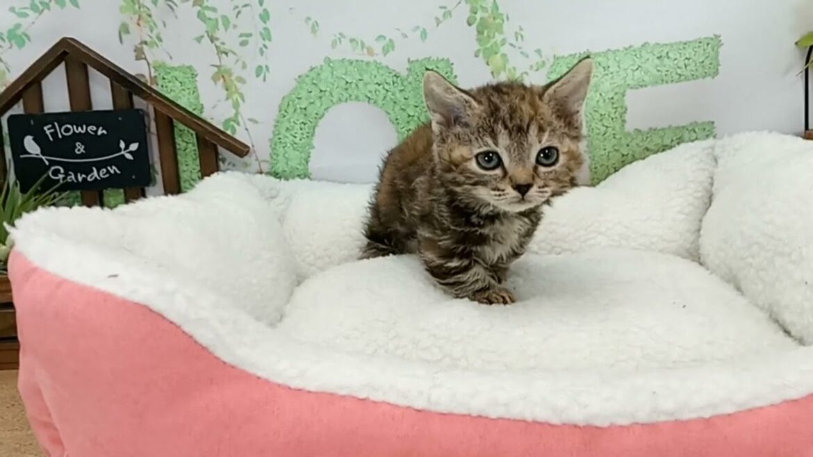 662407 スクーカム