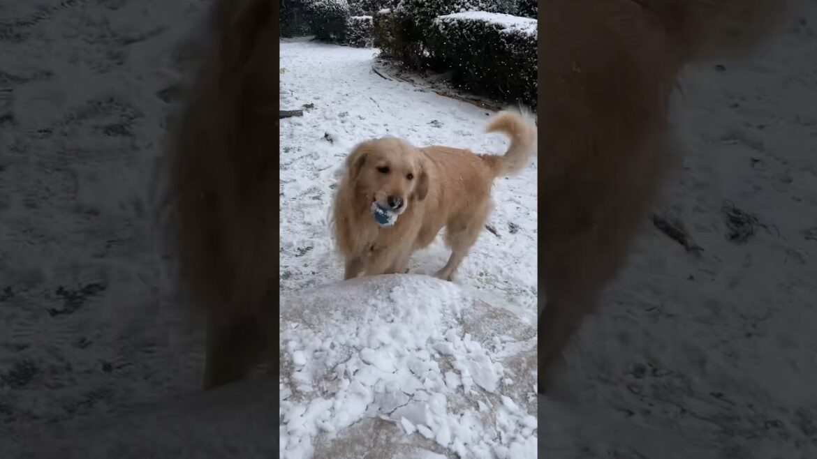 犬も寒くてこうなる　ゴールデンレトリバー　ボクサー犬