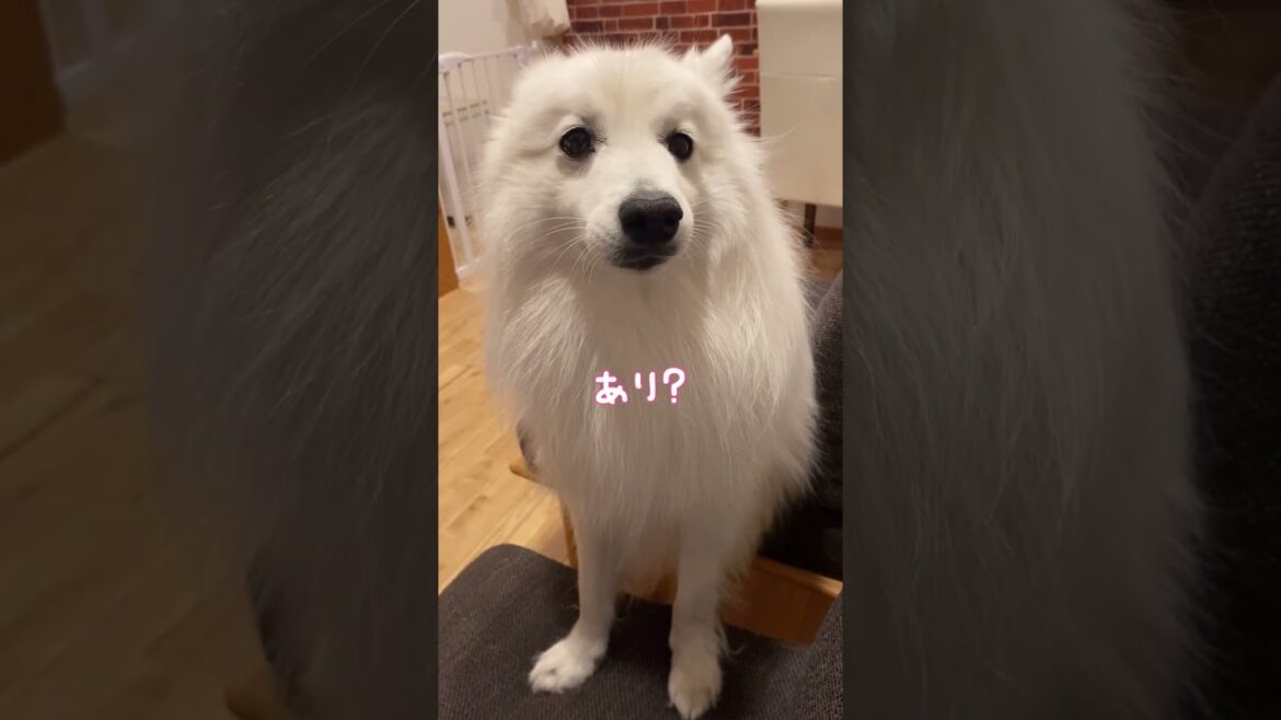 顔も態度もわかりやすすぎるスピッツ犬　#日本スピッツ #japanesespitz #shorts