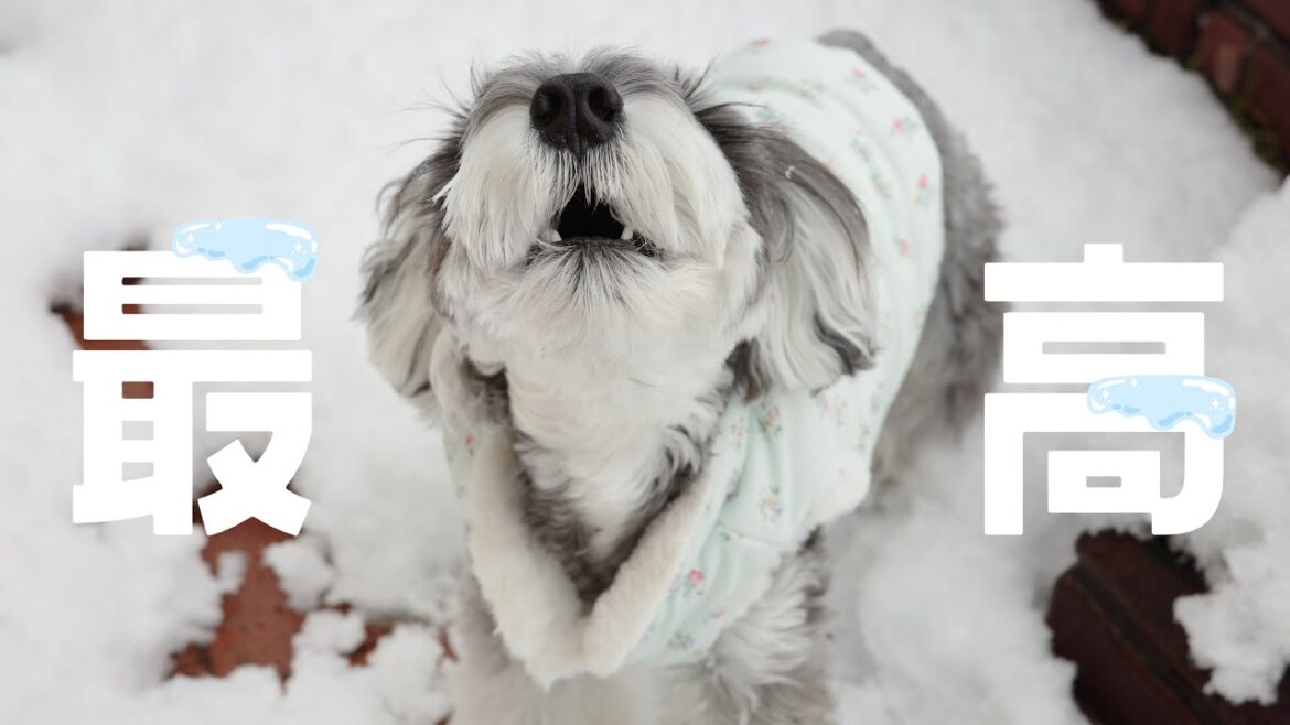 【癒し】雪に大興奮‼︎爆走する愛犬が可愛すぎた⛄️❄️【ミニチュアシュナウザー 】