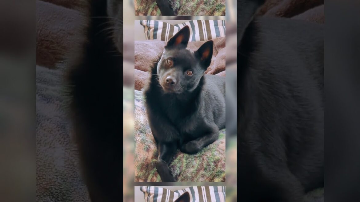 Chilly Day? Meet Truffle the Schipperke! 🐾 Cozy Blanket Bliss! 😴  #schipperke #cutedogs #dog
