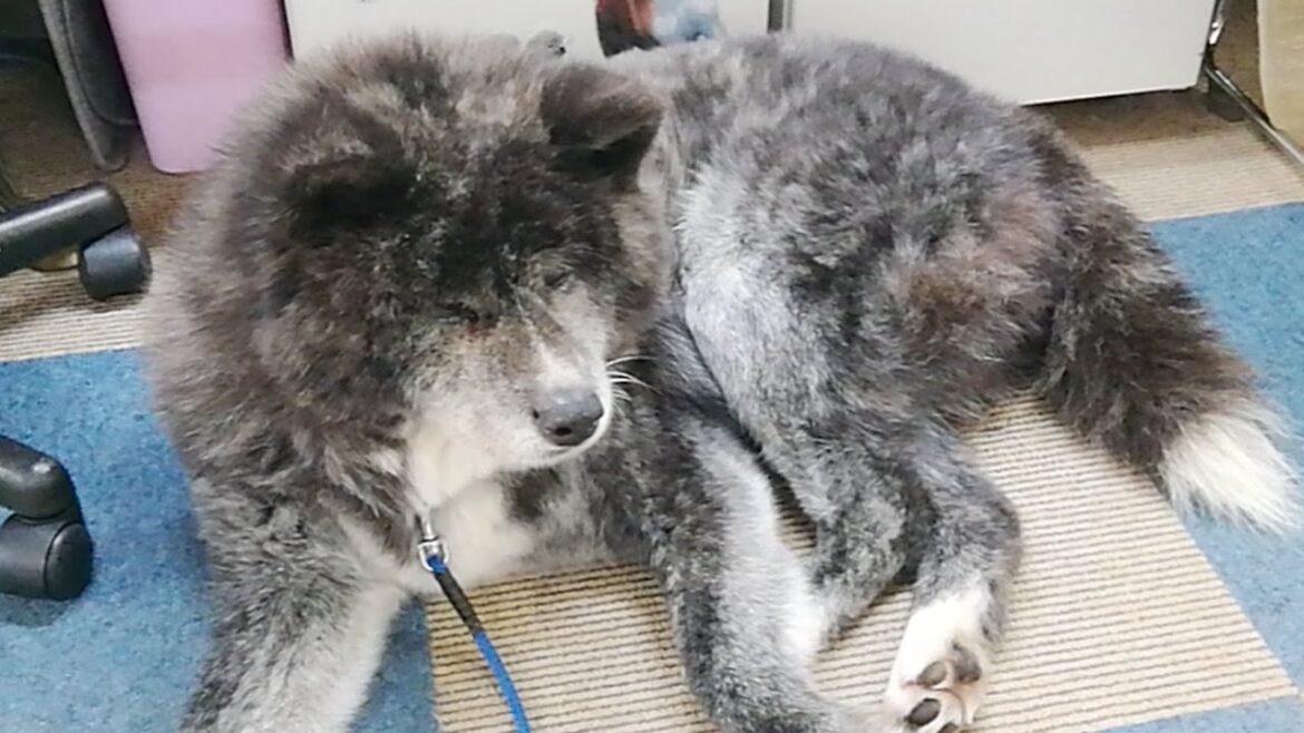 秋田犬会館配信！