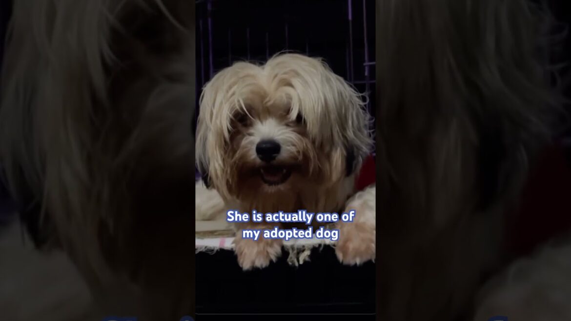 My Close Friend is also my baby #dog #shorts #youtubeshorts