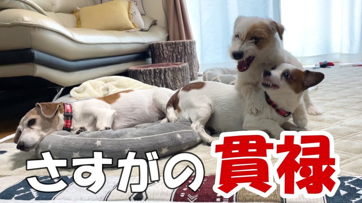 【3ぴき多頭飼い】さすがの貫禄！17歳のハイシニア犬はマイペース！！何をされても動じません