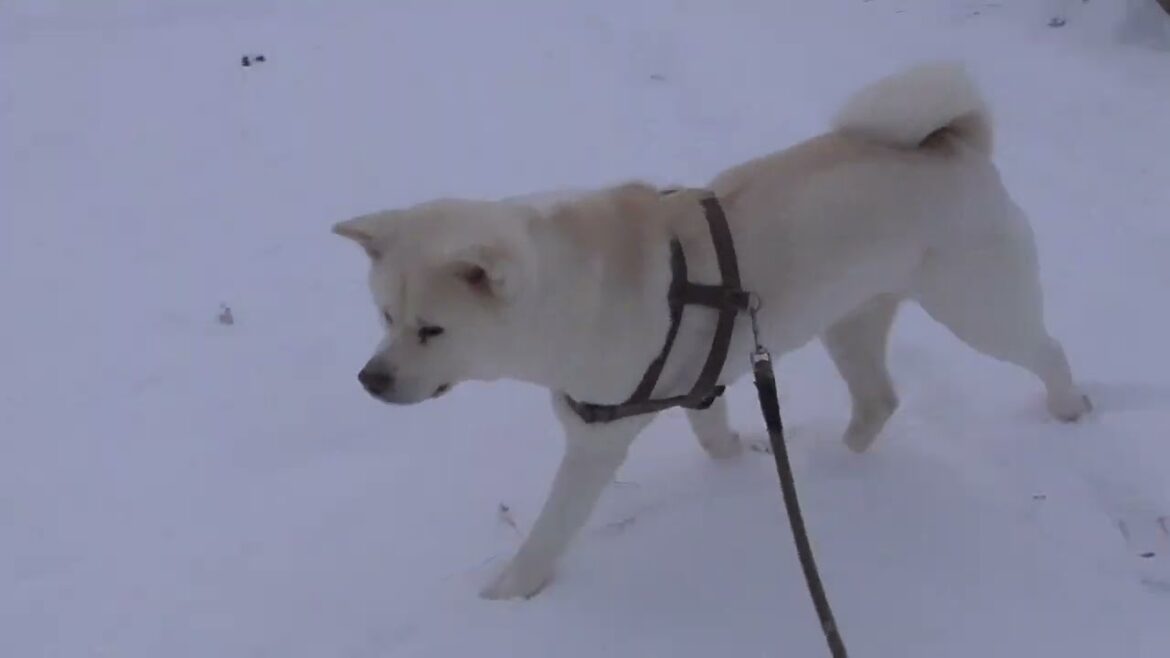 【秋田犬ゆうき】胃薬代わりの草が雪で埋まったので飼い主の知ってるスポットへ連れていかれる【akita dog】
