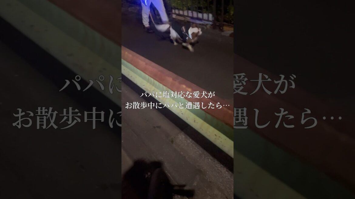 パパに塩対応な愛犬がお散歩中にパパと遭遇したら… #shorts