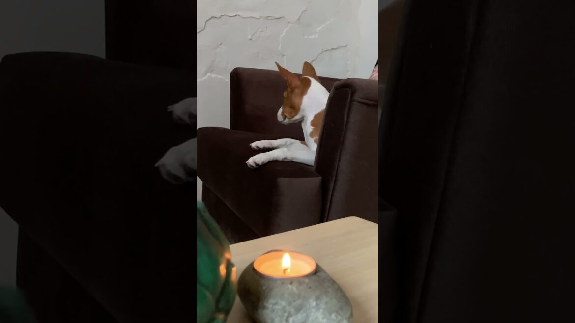 Basenji puppy on the private psychologist consultation #viral