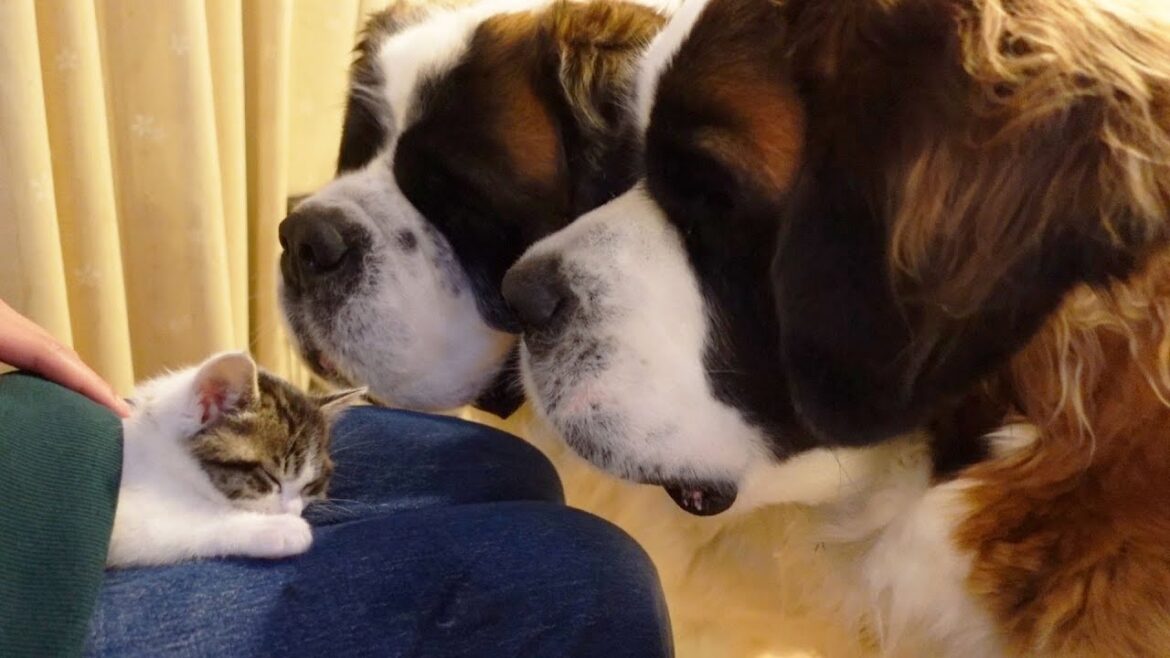 【保護猫が来た次の日】どうなった⁉子猫とセントバーナードは仲良くなれるのか？その時ちゃちゃまるは⁉平凡なセントバーナードの日記The day after the shelter cat arrived