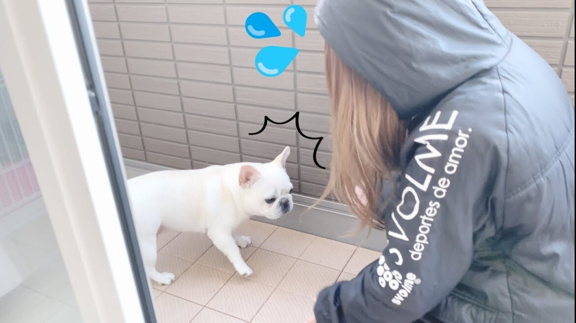 世界一の虫嫌いが愛犬のために勇気を振り絞ってベランダに誘ってみた！【フレンチブルドッグ frenchbulldog】