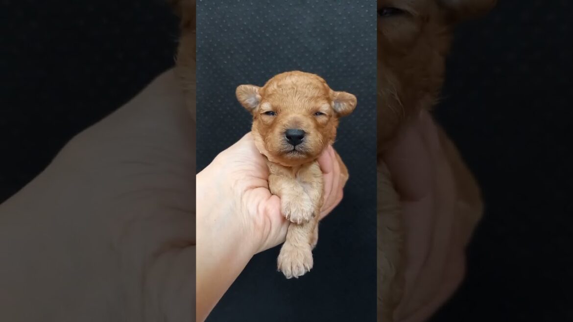 タイニープードル 予約販売、見学予約、受付中です。(長女)