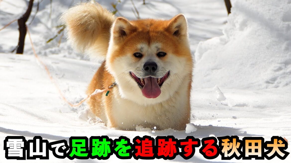 雪山で足跡を追跡する秋田犬①【びしゃもん】