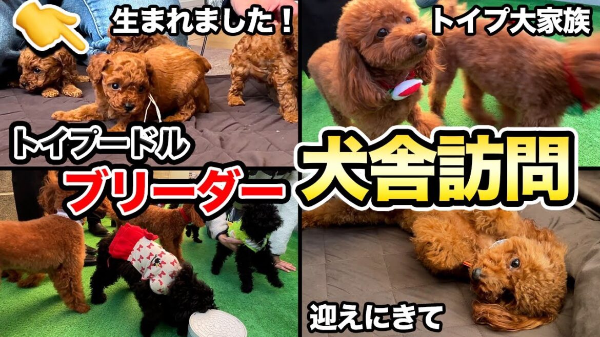 【子犬】トイプードルを迎えるなら”絶対にチェックすべき犬舎”を紹介します！