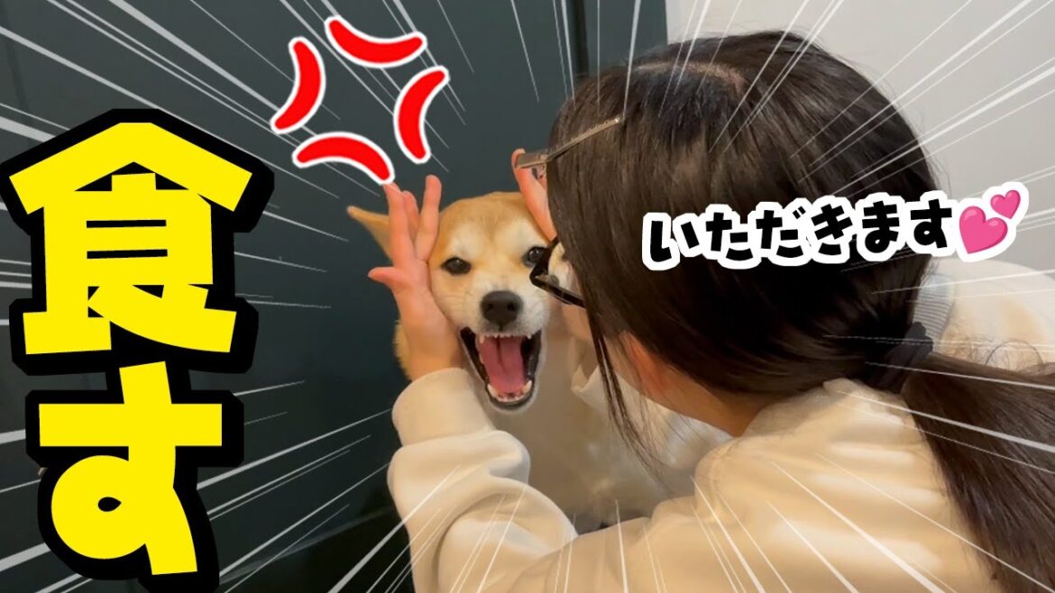 柴犬が可愛すぎて食べようとする娘にキレる柴犬