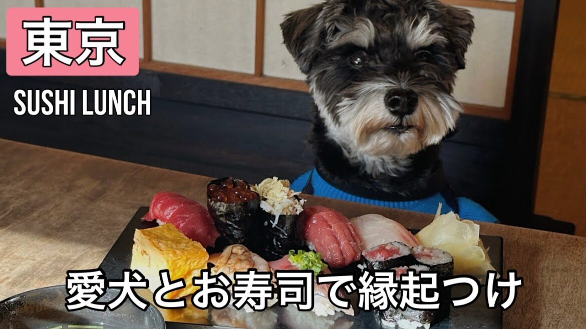 【愛犬とお寿司】日本橋の寿司貞でシースーデートした日❤️