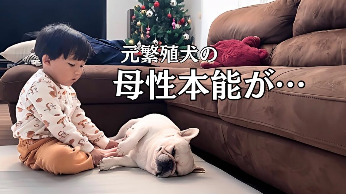 元繁殖犬の母性本能が爆発しました【フレンチブルドッグと3歳児】