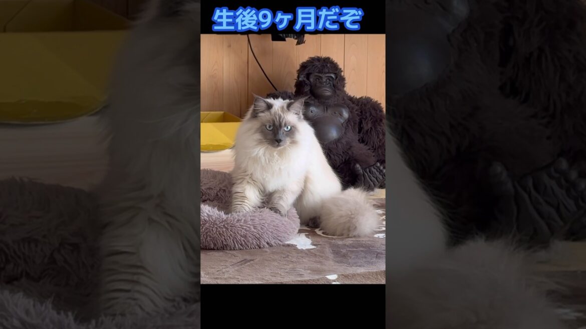 外見とのギャップがたまらない子猫　もみもみ　もふもふのサイベリアン　#shorts  #可愛くてごめん
