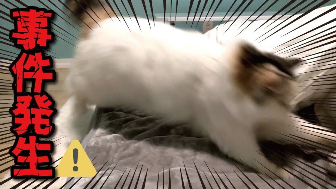 寝室で猫たちがとんでもないことになってました【関西弁でしゃべる猫】【猫アテレコ】