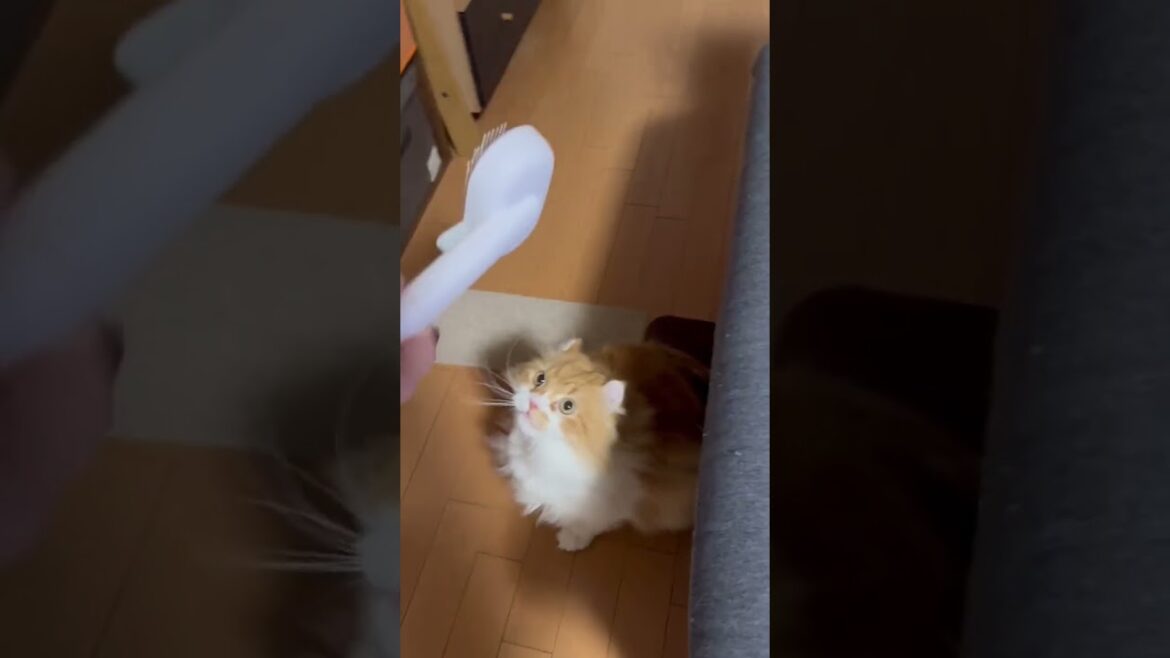 ブラッシングが嫌いな猫 #shorts  #猫 #アメリカンカール #cat