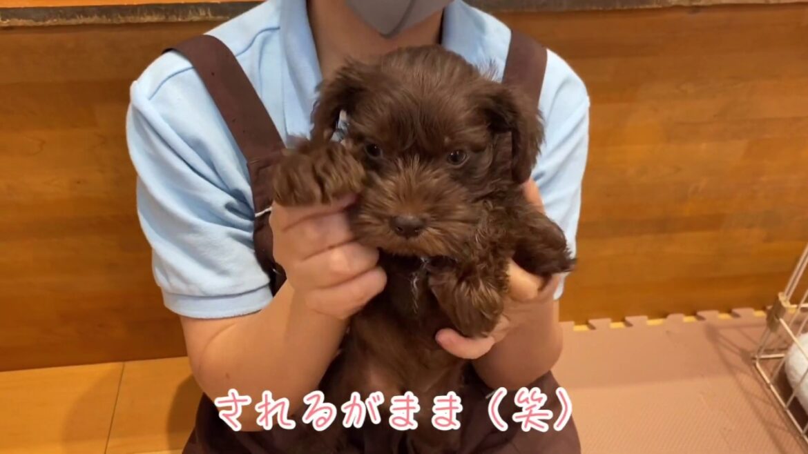 【ミニチュアシュナウザー】まるでチョコレートなレアカラーシュナちゃん！