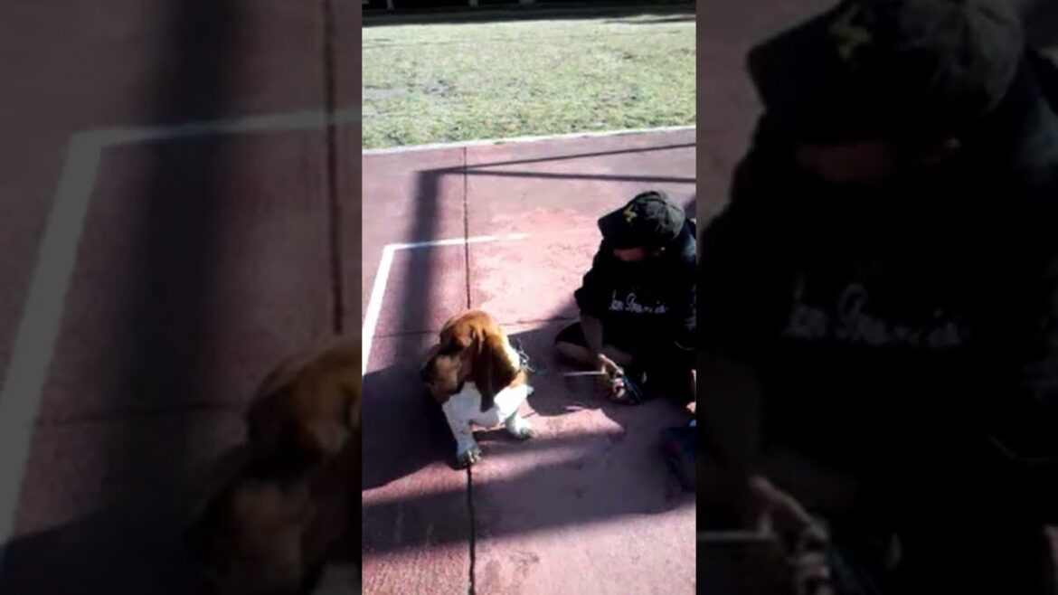 #shorts | El pachón | #bassethound #funypets #bassethounds #doglover #funnyanimals #funnyshorts