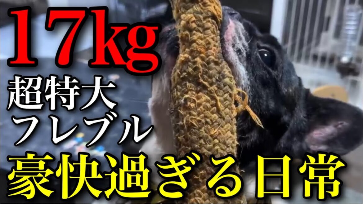 【デカすぎ‼︎】超特大フレブルの豪快過ぎる日常ルーティン‼︎