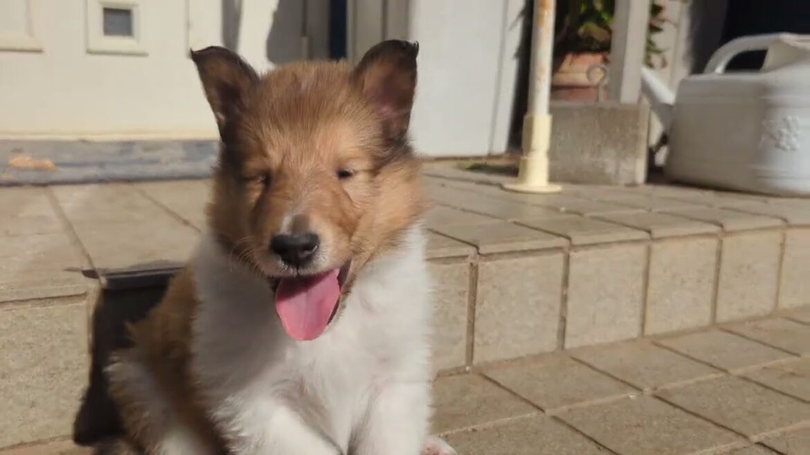 ラフコリーMotherlakecollies　メルの子犬達　38日目20231206