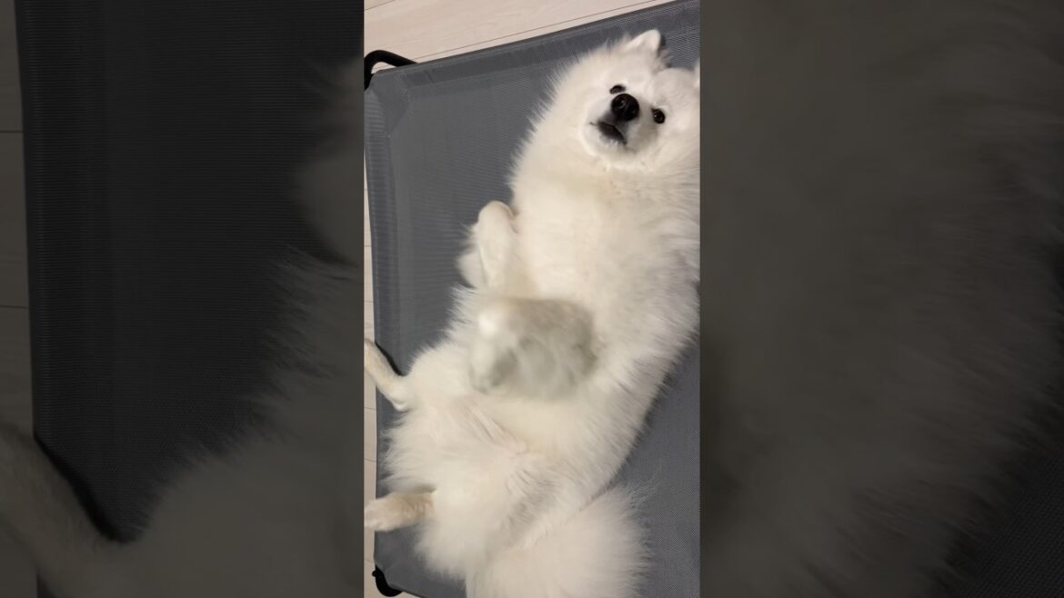 朝が苦手なサモエドのムンしゃん #サモエド #ムーン ##パピー #おはよう