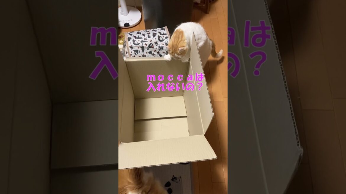 段ボールよりおやつ #shorts  #猫 #アメリカンカール #cat