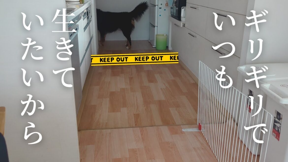 ラインオーバーなバーニーズマウンテンドッグ