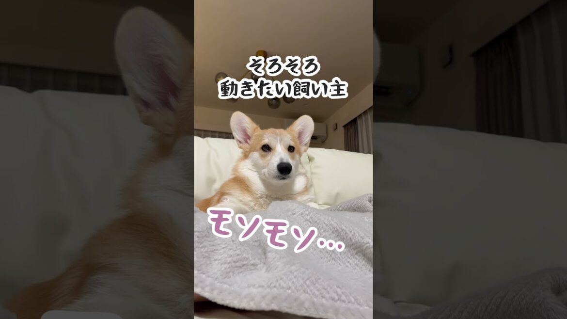 飼い主の上で眠ってしまう愛犬と、トイレに行きたいのに可愛さにやられる飼い主。#shotrs #corgi #コーギー
