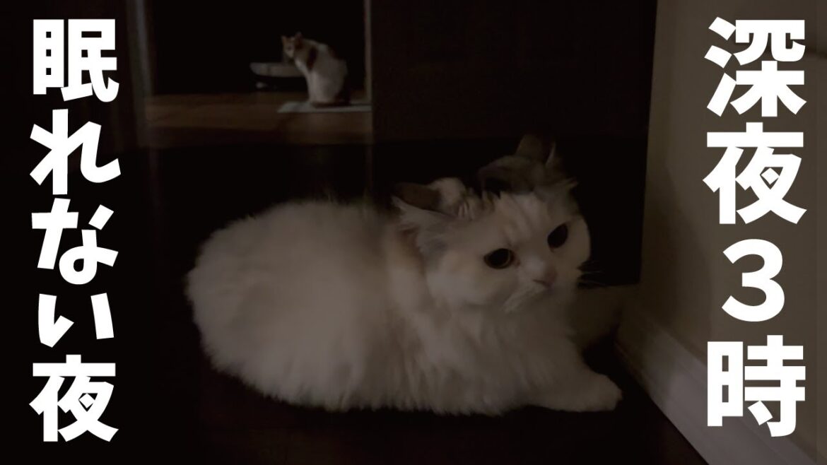 真夜中にかまってちゃんが爆発してしまいました【関西弁でしゃべる猫】【猫アテレコ】 真夜中にかまってちゃんが爆発してしまいました【関西弁でしゃべる猫】【猫アテレコ】