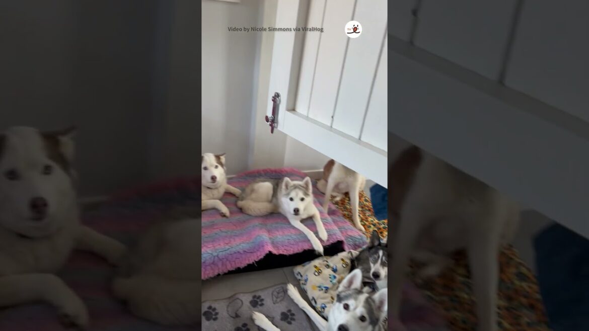 飼い主でかけてハスキー大合唱｜PECO #シベリアンハスキー #ハスキー #大型犬と暮らす #大型犬 #siberianhusky #husky #huskylife #huskylove #dog
