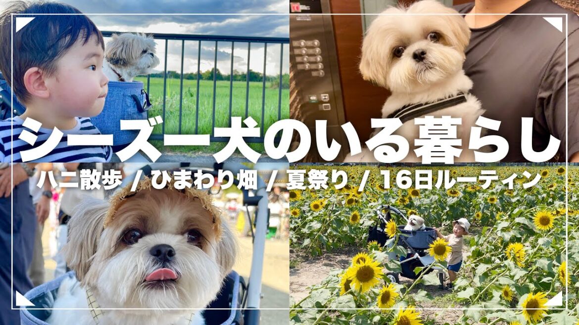 #8-② 【ルーティン】もふもふ可愛いシーズー犬と家族の16日間（2023年8月16日〜8月31日）/ Shih Tzu takes a walk everyday in August.