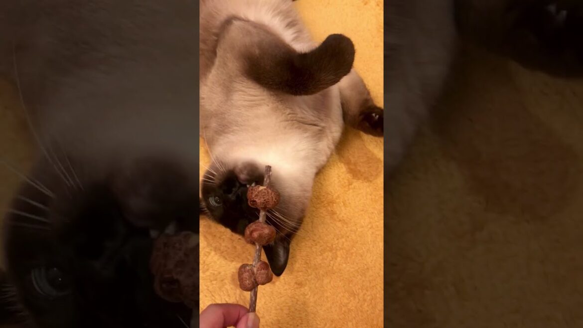 マタタビ団子を寝転びポーズで満喫しちゃうたぬき猫なのにゃ♪ #cat #トンキニーズ#たぬき猫#tonkinese