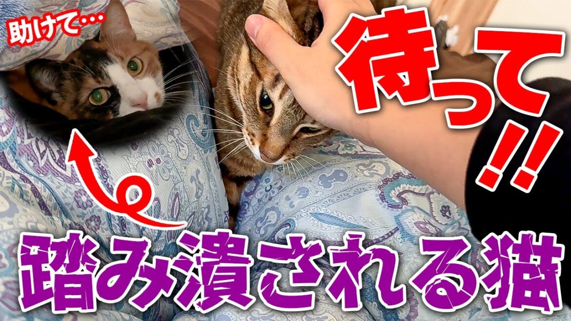 【悲報】布団の中で寝てる子猫が大猫に踏み潰されてしまいました… 【悲報】布団の中で寝てる子猫が大猫に踏み潰されてしまいました…