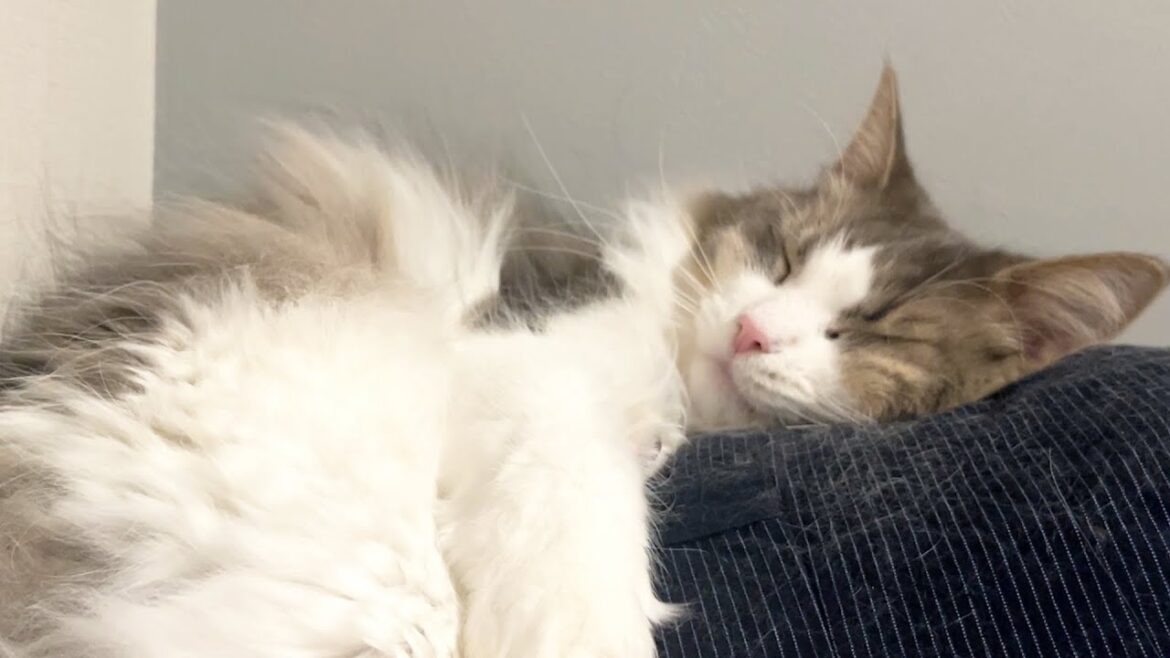 彼氏のお洋服をお気に入りのお布団にする猫が可愛い（オス） ノルウェージャンフォレストキャット