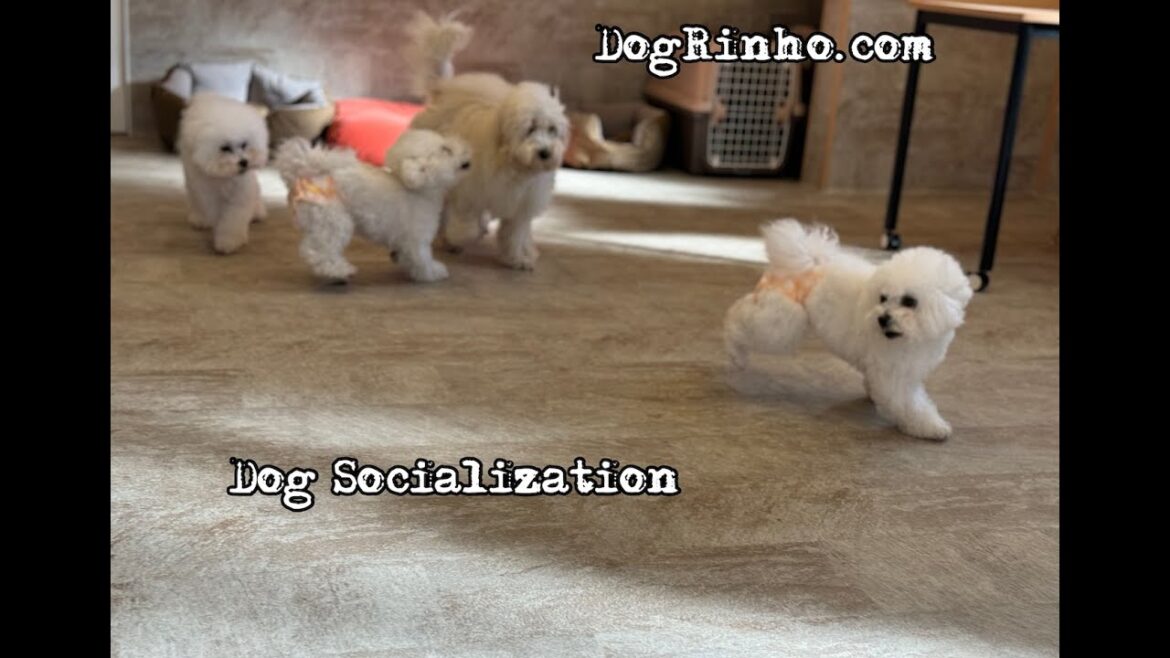 【犬の社会化と犬の保育園】犬の楽園ドッグリーニョの1日 Dog daycare and dog paradise in Japan dogs and puppy 20240118 【犬の社会化と犬の保育園】犬の楽園ドッグリーニョの1日 Dog daycare and dog paradise in Japan dogs and puppy 20240118