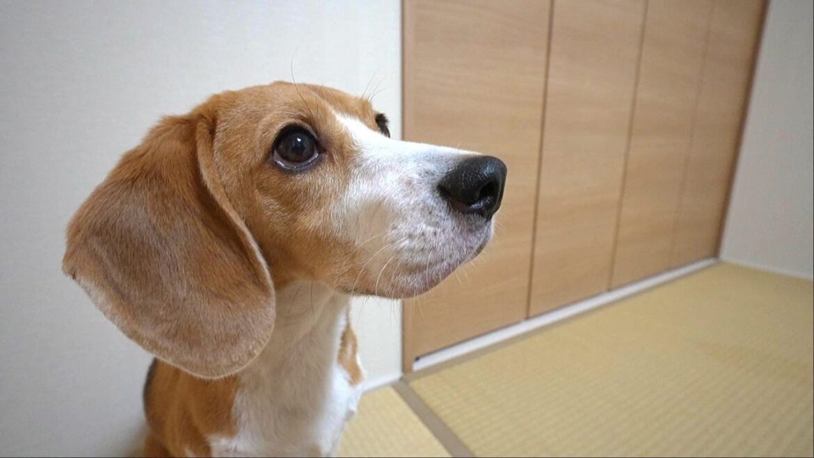『ほんとに酸素カプセルって効果あるの?』を検証してみたビーグル犬 『ほんとに酸素カプセルって効果あるの?』を検証してみたビーグル犬