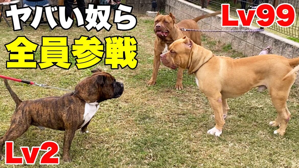 【衝撃】オフ会でチート級なピットブルにガチギレされた愛犬がこちらwww