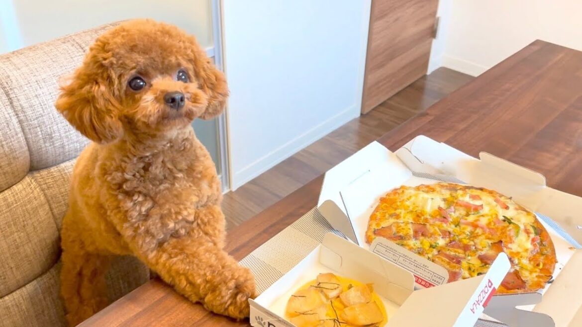 飼い主の出張中にピザを満喫するトイプードル