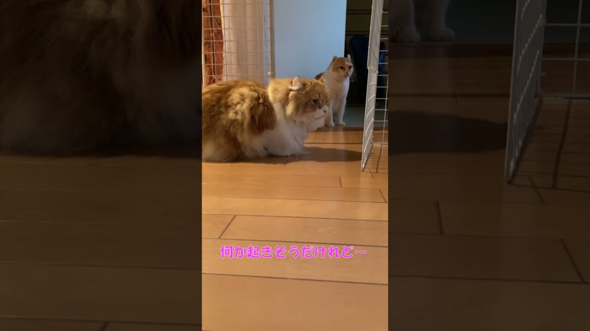 何か起きそうだけれど… #shorts  #猫 #アメリカンカール #cat