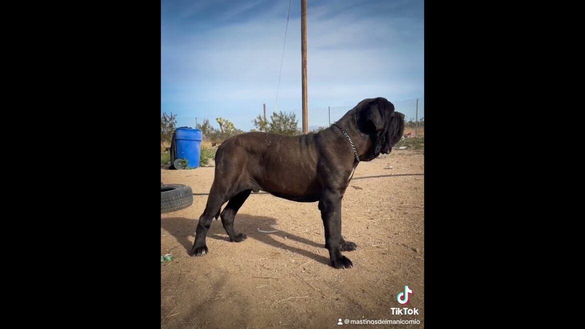 Biggest 15 month old #neapolitanmastiff  Bebe
