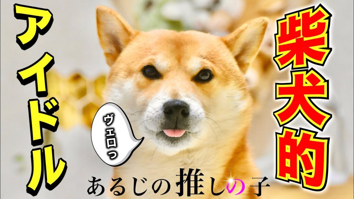 「アイドル」を替え歌で唄った柴犬はYOASOBIではなく朝散歩に出かけた【あるじのステップ】