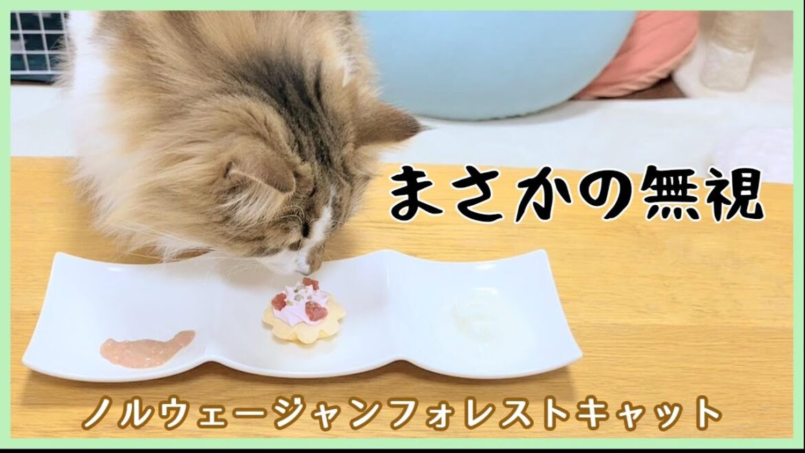 【猫と誕生日】イチゴタルトの結末【ノルウェージャンフォレストキャット】 【猫と誕生日】イチゴタルトの結末【ノルウェージャンフォレストキャット】
