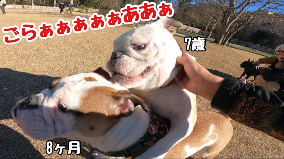 【犬のディズニーランド】8ヶ月のブルドッグにマジになる7歳のブルドッグ。 【犬のディズニーランド】8ヶ月のブルドッグにマジになる7歳のブルドッグ。