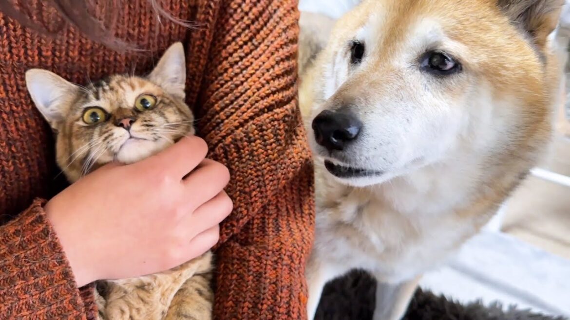 感動の再会をした柴犬ですが数秒後には…笑【柴犬と猫】