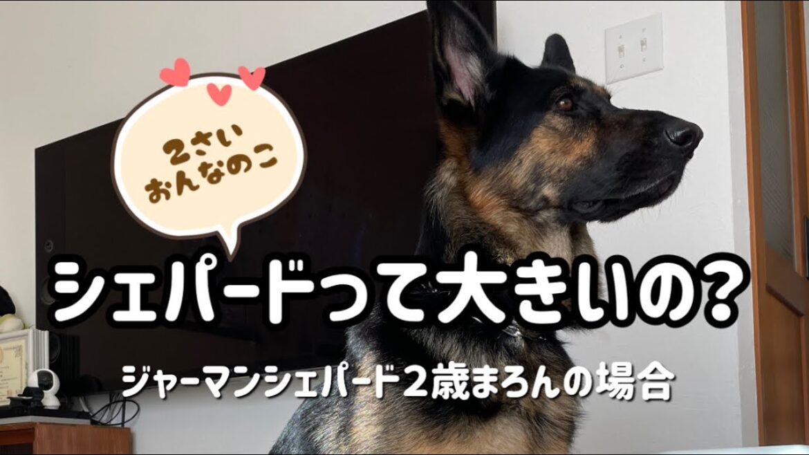 【ジャーマンシェパード】シェパード２歳の女の子まろん。まろんは実際どのくらいの大きさ？Lサイズのクレートに入るとどんな感じ？参考にしていただければと思います☺️